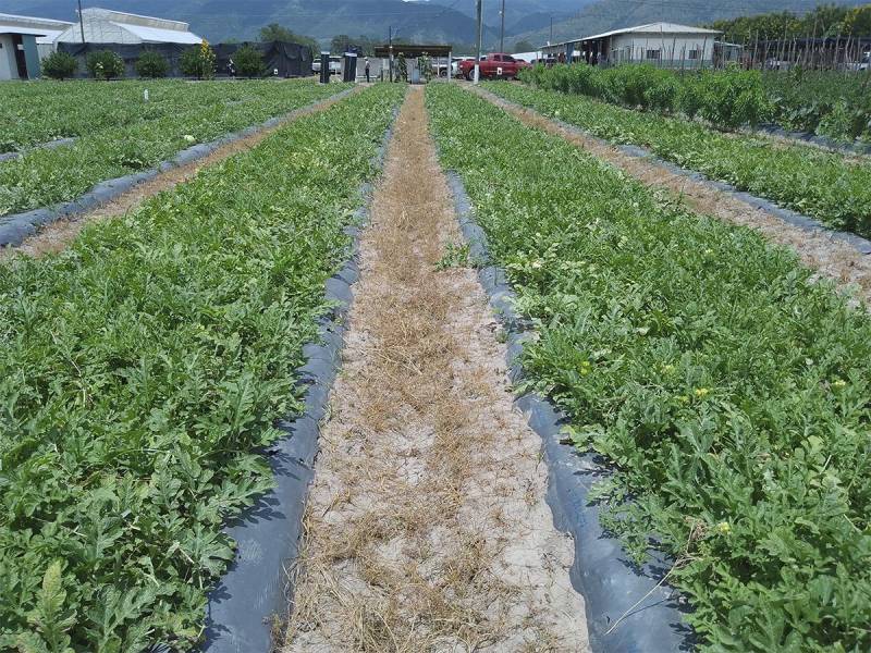 <i>Los expositores de la Expo abordarán temas como manejo integrado de plagas, suelos y agricultura de precisión.</i>