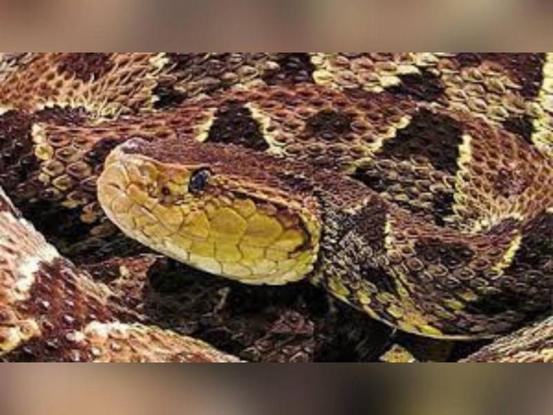 Hombre muere tras ser atacado por serpiente venenosa en finca de Colón