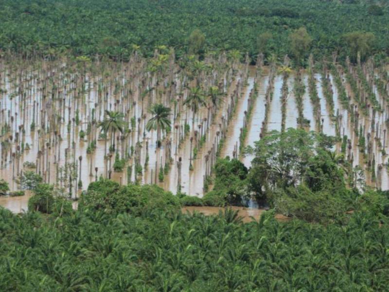 Las plantaciones de palma africana en el Valle del Aguán, están inundadas.