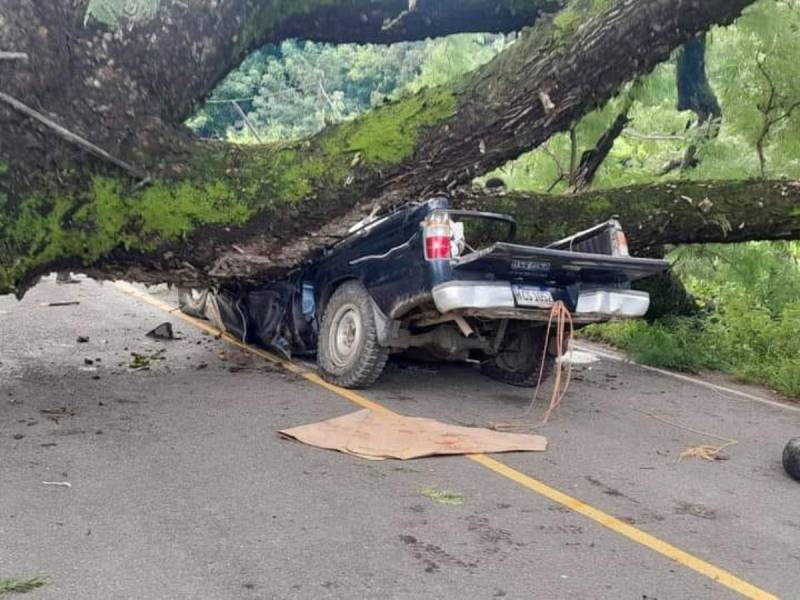 El vehículo pick-up se encontraba transitando por la carretera cuando un árbol le cayó encima.