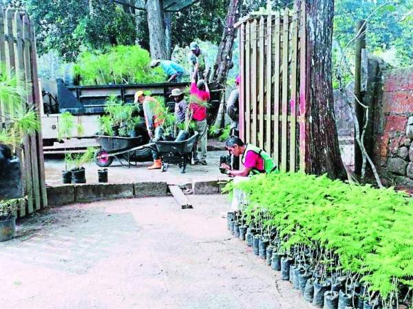 El evento de reforestación se realiza en el marco de celebración del Día del Árbol y a pocos días de el tercer aviso de declaratoria.