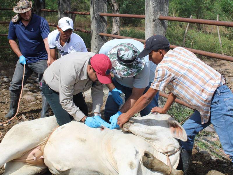 Las autoridades trabajan en la detección de casos y capacitando a los ganaderos en como tratar a los animales.