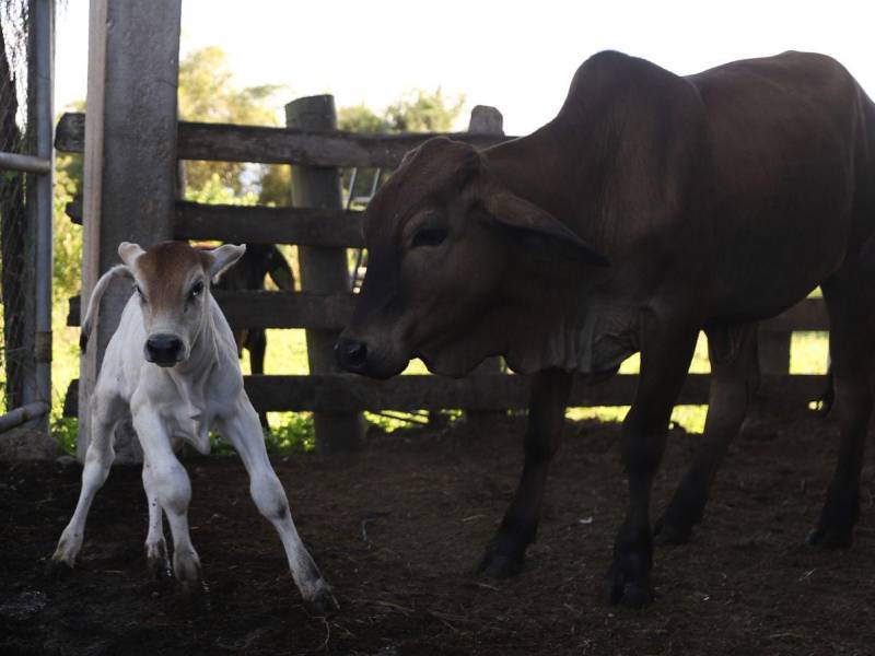 Lo más recomendable es mantener a los animales sanos y libres de heridas.