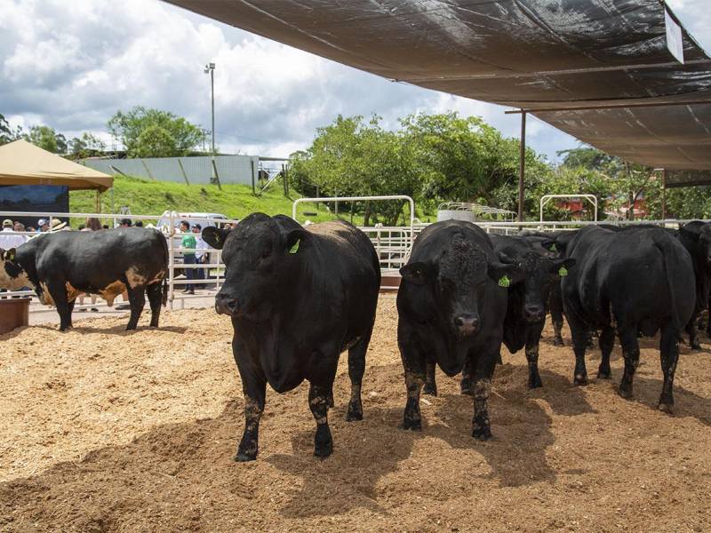 Exhibición de Brahman, donde se muestra la calidad del ganado.