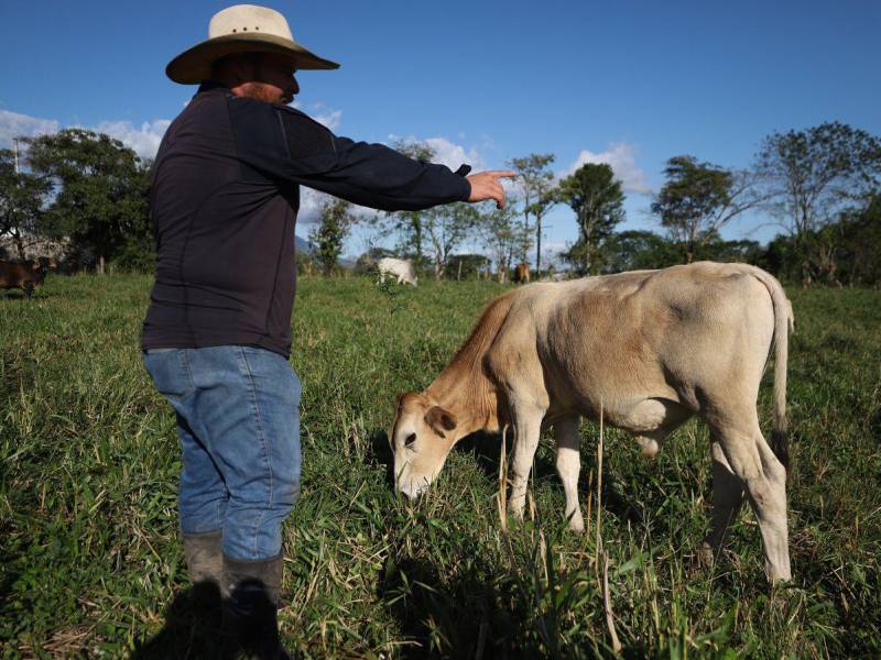 Los ganaderos recomiendan revisar todos los días a sus animales, para evitar que se contaminen.