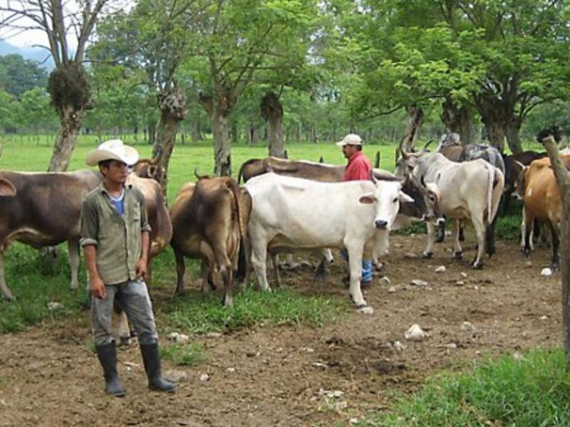 Promueven escuelas ganaderas en nueve municipios de Francisco Morazán