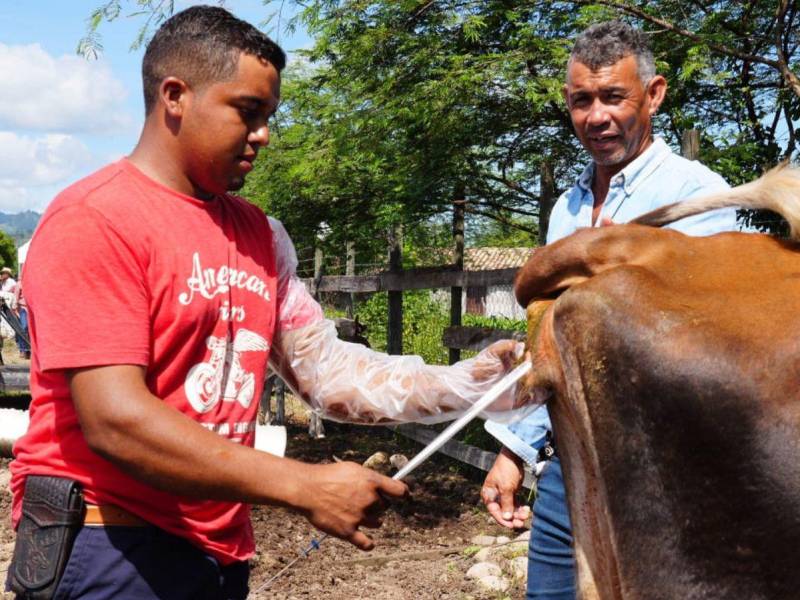 La Secretaría de Agricultura y Ganadería (SAG) de Honduras lanzó el programa “Ruta de Inseminación Artificial”.