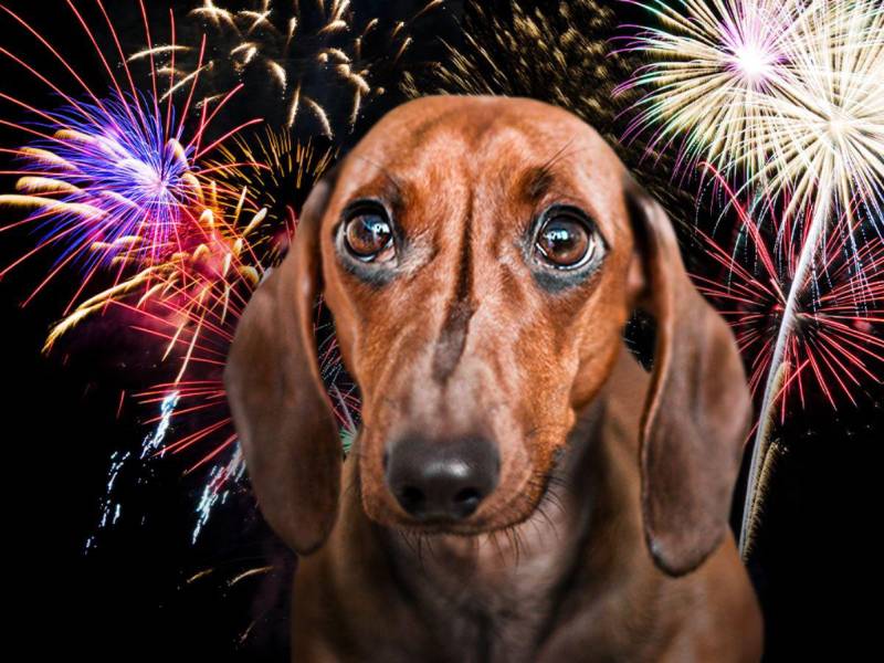 Es común que durante la temporada navideña las mascotas entren en pánico y se asusten debido al exagerado ruido que provocan los fuegos artificiales y los cohetes.