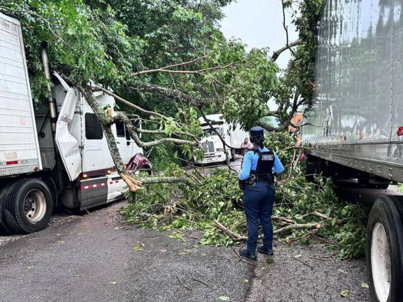 Debido a las lluvias y fuertes vientos, árboles cayeron encima de vehículos de carga pesada que transitaban en la carretera que conduce hacia la aduana Las Manos.