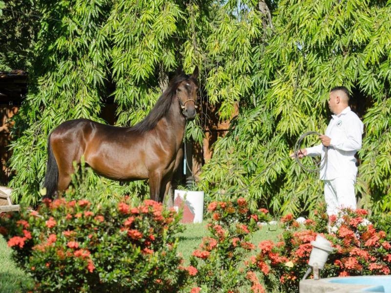 Los competidores preparan a sus ejemplares para la exhibición, destacando la tradición y cuidado en la crianza de los caballos.