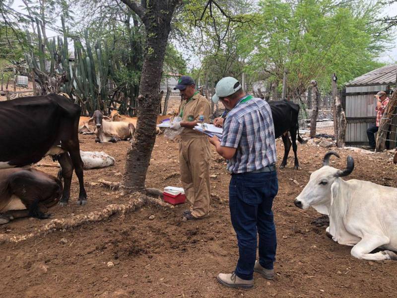 Técnicos de Senasa realizan inspecciones en el ganado en diferentes puntos del país.