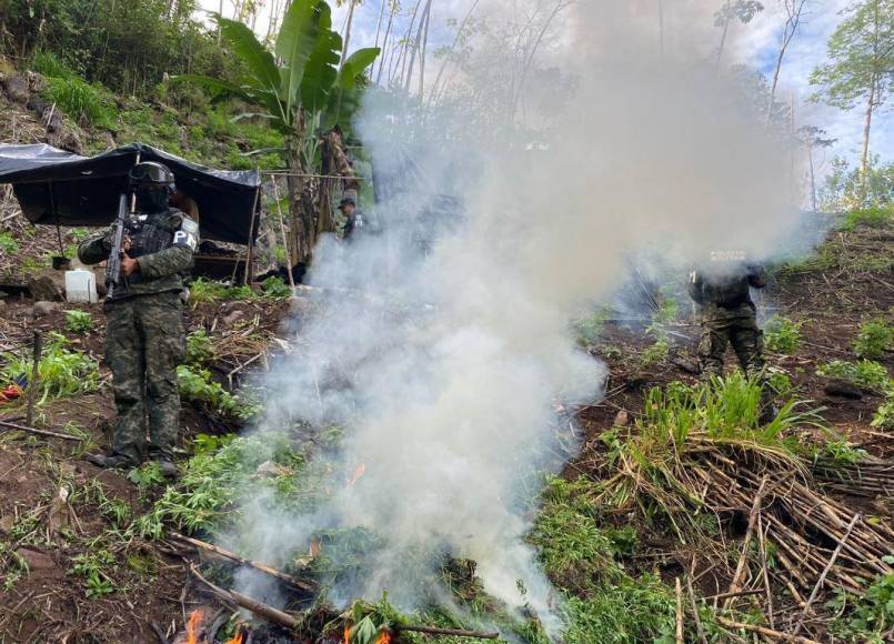 Los obligan o los desplazan ¿Cómo se apropian narcos de tierras para cultivo de coca?