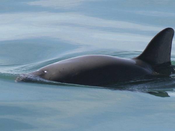 La vaquita marina está al borde de la extinción; un conteo reciente halló de seis a ocho en el Mar de Cortés.