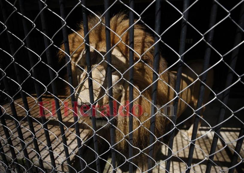 Simba, el gran león del zoológico Rosy Walther que atacó a un imprudente visitante