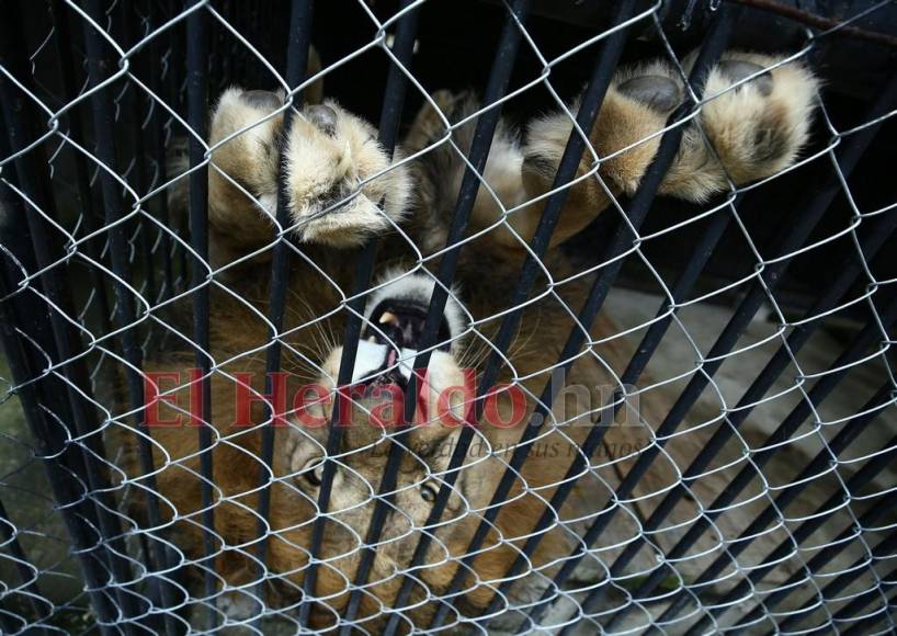 Simba, el gran león del zoológico Rosy Walther que atacó a un imprudente visitante