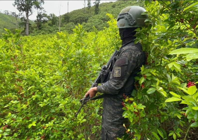 Con plantas que producen más hojas, narcos buscan hacer de Honduras epicentro del cultivo de coca