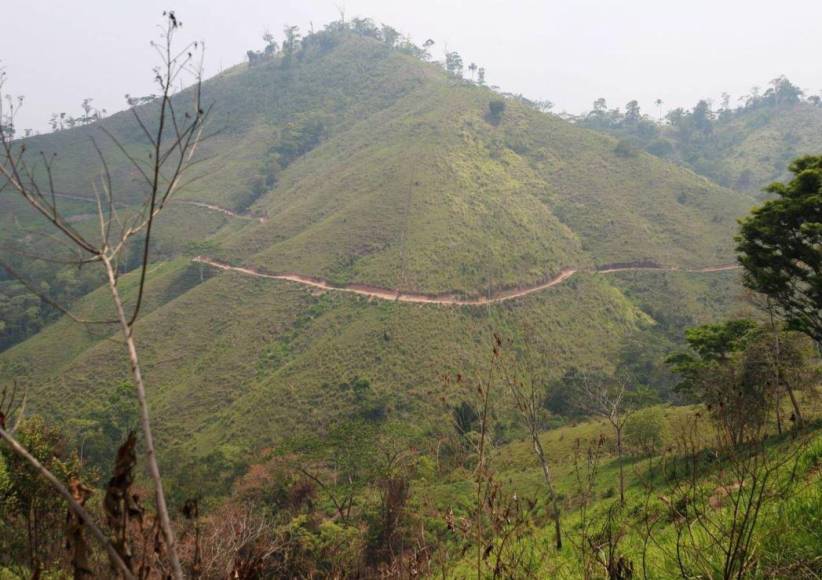 Los obligan o los desplazan ¿Cómo se apropian narcos de tierras para cultivo de coca?