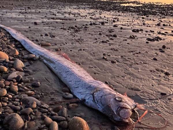 El pez remo puede alcanzar 8 metros de largo, pero se sabe poco sobre él. En una playa de California.