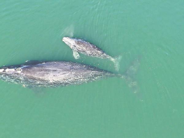 Squilla y su cría fueron vistas frente a la costa en el 2021. Squilla es una de 70 ballenas francas madres que quedan.