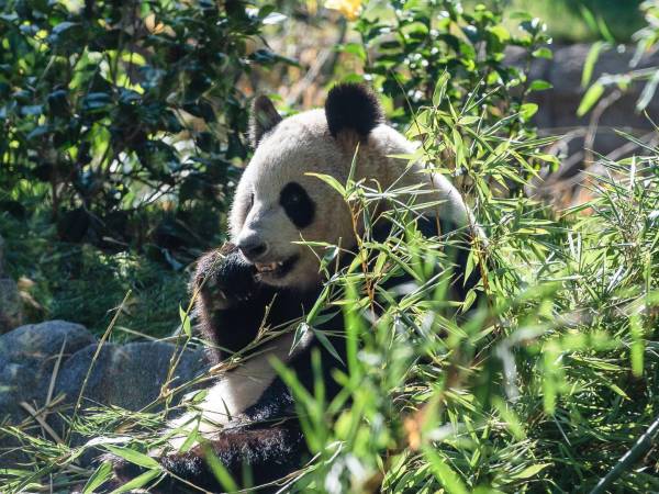 Se ha promovido la renta de pandas por zoológicos como manera de proteger la especie. Un panda en el Zoológico de San Diego.