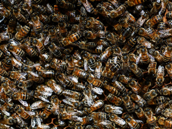 A principios de abril en algunas partes de EU, las colonias de abejas buscan lugares para construir nuevas colmenas.