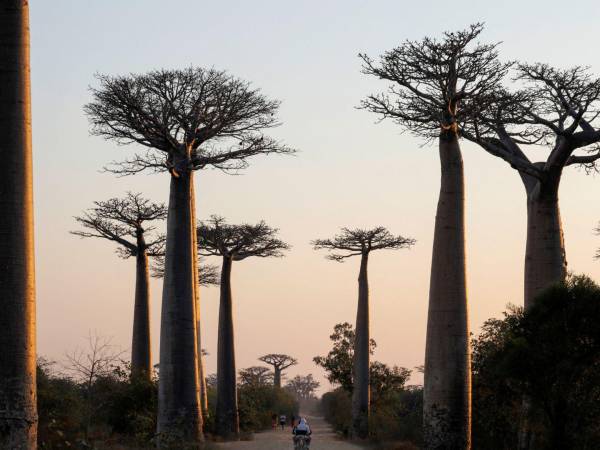 Los baobabs pueden vivir miles de años, lo que contribuye a su lugar destacado en la cultura y el arte. Una arboleda cerca de Morondava, Madagascar. (Baz Ratner/Reuters)