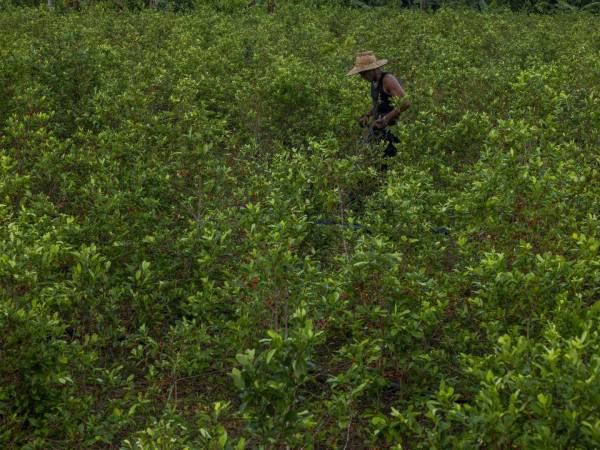 Narcotraficantes han dejado de ir a Caño Cabra, Colombia, por pasta de coca, elaborada al cosechar hojas de coca.