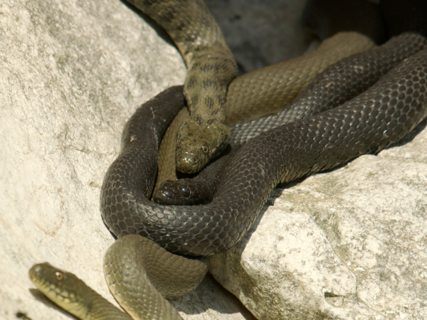 Las serpientes de dados se encuentran desde Europa hasta China. La especie tiene una variedad de técnicas defensivas.