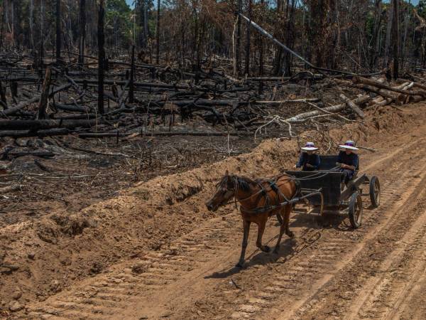 Menonitas viajan por el camino que abrieron junto a tierras desmontadas para la agricultura en Perú.