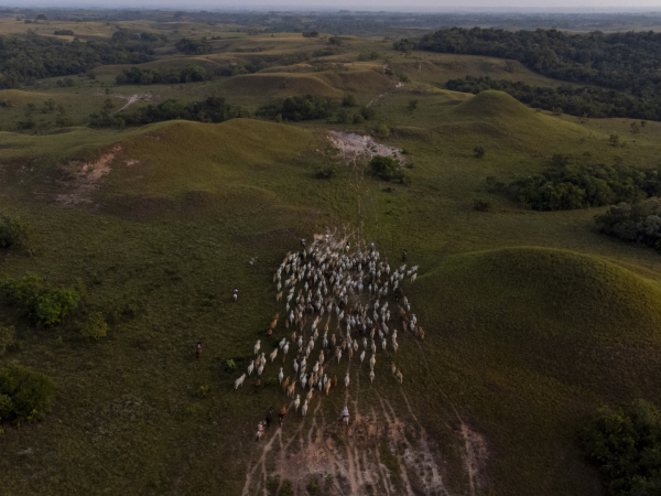 Ganado es sacado del recién creado Parque Nacional Natural Manacacías, en Colombia.