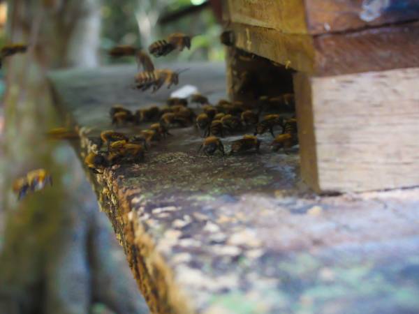 Familias en la Amazonia peruana han construido nidos artificiales para abejas meliponas y viven de la venta de miel.