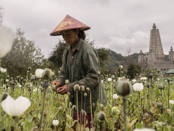 Una granja de amapola real en el Estado de Shan, Myanmar. El caótico País, atrapado en una brutal guerra civil, se ha convertido en un imán para el crimen transnacional.