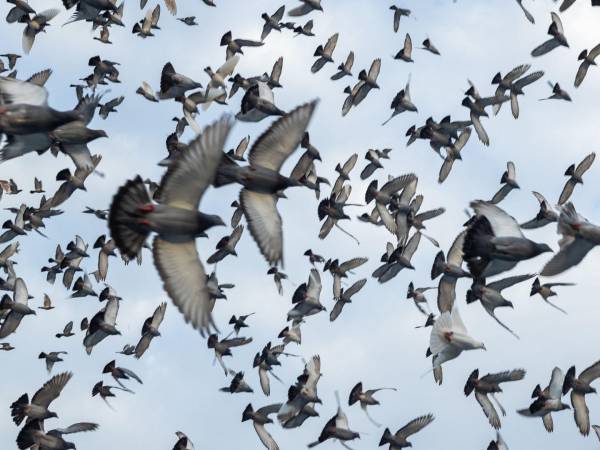 En carreras, algunas palomas han alcanzado velocidades de casi 160 kilómetros por hora. Una carrera en Pensilvania.