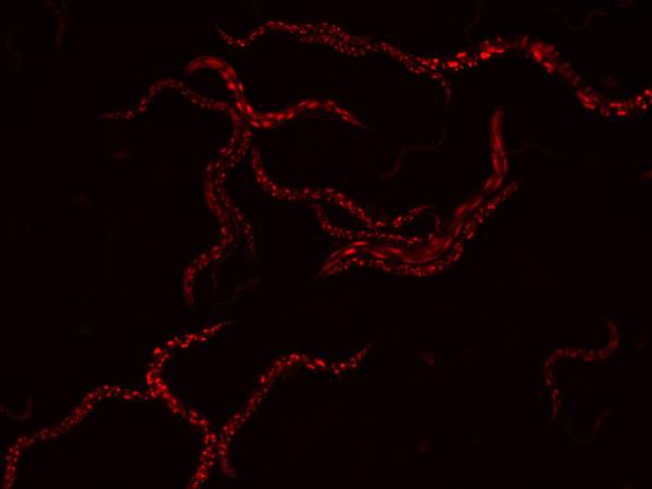 Caenorhabditis elegans moviéndose bajo la luz de un microscopio, mostrando proteínas fluorescentes en su interior.