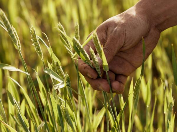 La domesticación de trigo y otros cultivos ricos en almidón impulsaría la evolución de genes extras de amilasa.