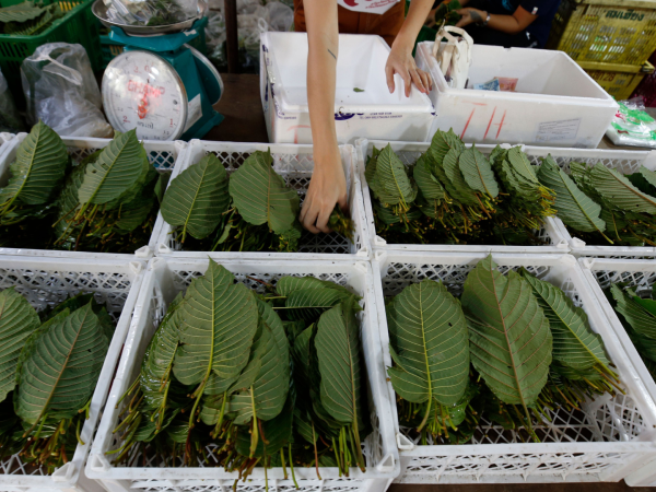 Sustancias muy vendidas como la tianeptina pueden ser adictivas. Hojas de kratom en Bangkok.