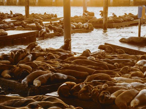 En últimas fechas el número de leones marinos rebasa los flotadores del Muelle 39 de San Francisco.