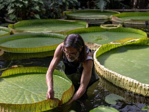 Carlos Magdalena con nenúfares gigantes del Amazonas. “Las plantas no hablan, así que he decidido hablar por ellas”. (Andrea DiCenzo para The New York Times)