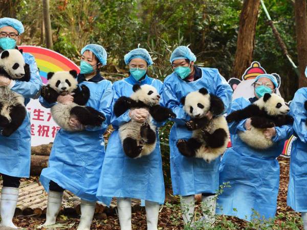 La política china que rige el programa de renta dice que los zoológicos extranjeros no pueden lucrar con los pandas. Cachorros en Chengdu, China, en 2022. (Agence France-Presse — Getty Images)