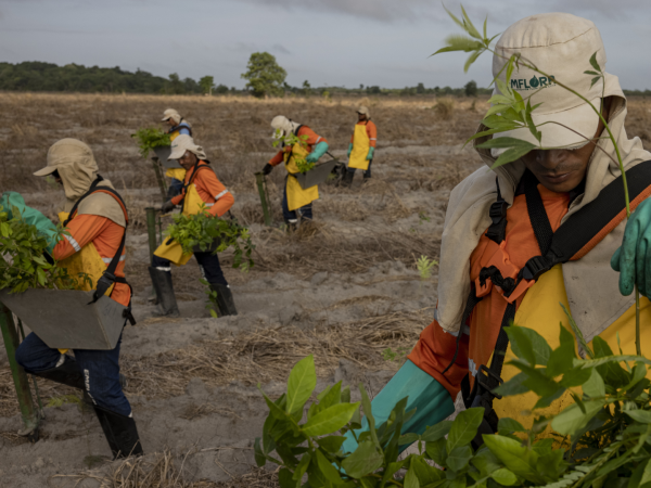 Trabajadores de restauración forestal inspeccionan plántulas en un proyecto de Mombak en Mãe do Rio, Brasil. (Victor Moriyama para the New York Times)