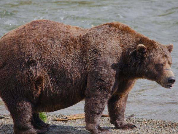 32 Chunk llegó a la final de la Semana del Oso Gordo de este año, después de comer mucho salmón este verano.