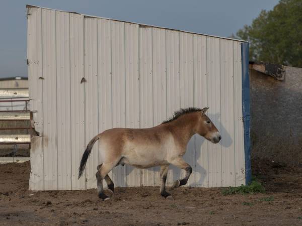 Shrek fue anunciado como una mula. Pero la mujer que lo compró en una subasta notó que parecía un Przewalski.