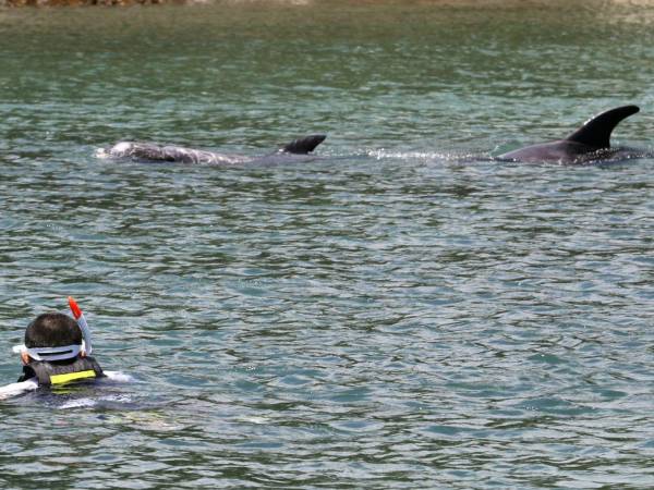 Desde el 21 de julio, al menos 16 personas han resultado heridas en ataques de delfines en Japón. (Kyodo News, vÍa Getty Images)