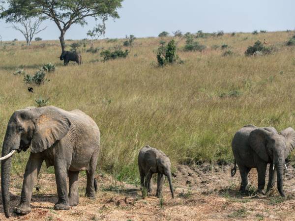 Namibia matará 723 animales salvajes, incluyendo 83 elefantes, para dar de comer a algunos habitantes. (Arlette Bashizi para The New York Times)