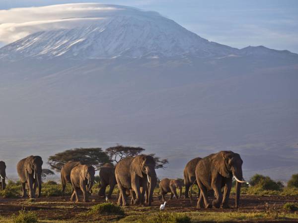 Una manada de elefantes en el Parque Nacional Amboseli en Kenia, con el Monte Kilimanjaro en Tanzania a la distancia.