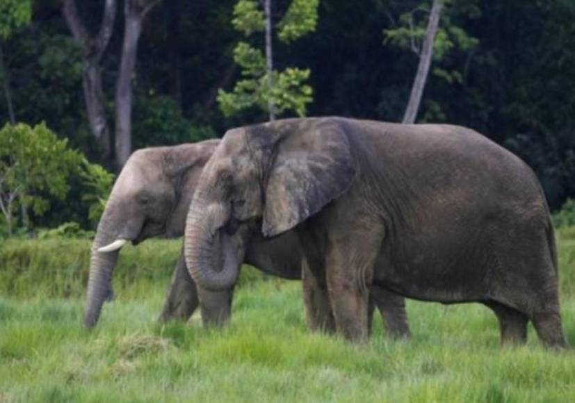 Así es “Hacienda Nápoles”, el zoológico que Pablo Escobar tuvo en su mansión de Colombia