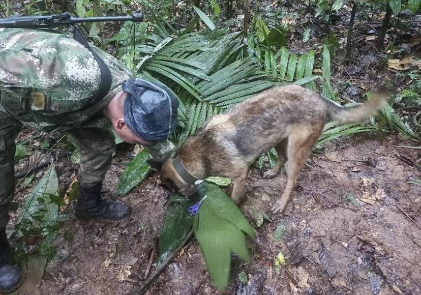 Las desgarradoras pistas que indican que niños perdidos en la selva sobrevivieron al accidente de avioneta ¿Dónde están?