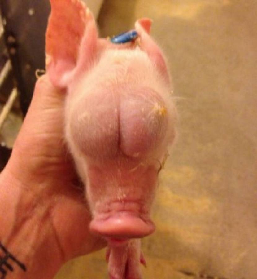 Viral: Cerdito nace con extraña deformación en sus ojos