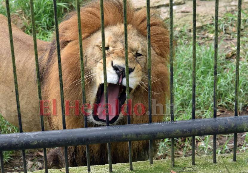 Simba, el gran león del zoológico Rosy Walther que atacó a un imprudente visitante