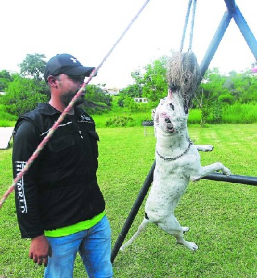 Pitbulls, colmilludo y juguetón amor canino